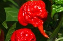 Набор для выращивания семян красного перца Carolina Reaper HP22B - THE SPITTEST