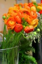 Луковицы JASKIER Ranunculus Orange 10 шт + БЕСПЛАТНО.