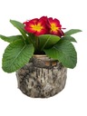 Крышка для цветочного горшка BARK SPRING PRIMULUM