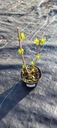 HORTENSJA LITTLE LIME KARŁOWA GĘSTA LIMONKA Nazwa łacińska hydrangea paniculata