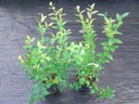 Čučoriedka americká vysoká ELLIOTT 3-ročná Druh rastliny čučoriedky a čučoriedky