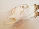 Трофеї Poroże Z Czaszką 325 G 760