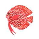 Luminous vzťah s rybami - Červená Minimálna veľkosť 1 cm