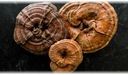 Reishi sušené najvyššej kvality 100g EAN (GTIN) 8594167650137