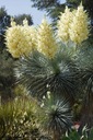 Mrazuvzdorná Jukka Rostrata (Yucca rostrata) do - 20 C semená 3 ks Cyklus vývoja rastlín viacročné