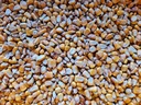 Зерно кукурузное фуражное продовольственное 25 кг