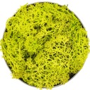 Мох Северный олень ЛЕСНОЙ В СТЕКЛЯННОЙ БАНКЕ 25г