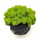 Вазон с мхом хроботек, 18 см, мох хроботек в черном горшке, 3D печать