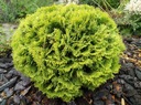 ТУЯ DANICA AUREA THUJA OCCIDENTALIS ПОСЕВ P9