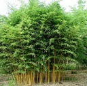 Bambus mrazuvzdorný XXL do výšky 2 m vydrží mráz do - 20 C semená Druh iný