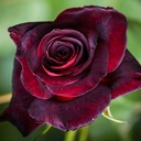 Саженец розы крупноцветковой бордовой 1 шт.