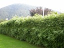 Bambus mrazuvzdorný XXL do výšky 2 m vydrží mráz do - 20 C semená Štýl japonská záhrada moderná záhrada skalka stredomorská záhrada vidiecka záhrada