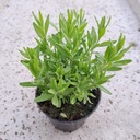Лаванда Lavandula Многолетнее многолетнее растение на рассаду для сада