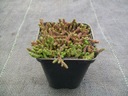 SEDUM ACRE SEDUM ACRE ПОсев P9 ROCKEY