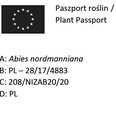 ПЕЛЬ КАВКАЗСКАЯ ABIES NORDMANNIANA ПОсев P9