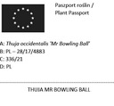 THUJA MR BOWLING BALL ПОсев THUJA THRUB BALL