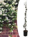 Жасмин XL - Вьющееся растение - Горшок 17 см