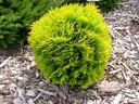 ТУИЯ AMBER GLOW THUJA OCCIDENTALIS ПОСЕВ P9