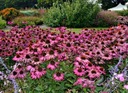 Rudbekia Echinacea Purpurová (Echinacea Purpurea) medonosné semená 50 ks Druh rastliny Iný