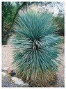Mrazuvzdorná Jukka Rostrata (Yucca rostrata) do - 20 C semená 3 ks Stav balenia originálne