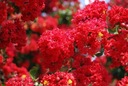 LAGERSTROEMIA RED NAJDŁUŻEJ KWITNĄCY KRZEW ŚWIATA