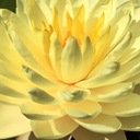 Водяная лилия Perry's Double Yellow Water Lily Полностью желтая