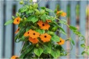 Tunbergia oskrzydlona pomarańczowa PRODUCENT! Cechy charakterystyczne lubiące słońce oczyszczające powietrze proste w pielęgnacji przyjazne dla zwierząt rzadko spotykane
