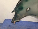 TOYOTA YARIS II LIFT AILE AVANT DROIT 6S3photo 11