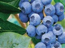 Голубика BLUECROP BEST FRUITS уже, рассада в горшке FRUIT