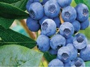 Голубика ТОРО легкий урожай ВКУСНЫХ плодов, очень ПЛОДОРОДНЫЙ куст.