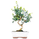 Оливковое европейское оливковое дерево, саженец 35-50 см.