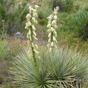 Mrazuvzdorná Juka -40°C Yucca Glauca pre záhrady Juka Strieborná 5 semien Farba kvetu biela