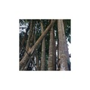 Bambusové semená Dendrocalamus strictu Bambus železný Rastliny na živý plot veľkosť topánok tety Klotky 1 ks