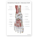 Инфографическая доска, анатомический плакат, мышцы стопы