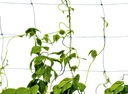 ПОДДЕРЖИВАЮЩАЯ СЕТКА, ПОДДЕРЖКА РАСТЕНИЙ, ВЗЛЕТНИКОВ, ОГУРЦА, ФАСОЛЬ, ГОРОХ, 1,5х10м
