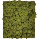 Натуральный крабовый мох ПРЕМИУМ картон 600г