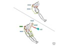 SONDA LAMBDA FOCUS 11- 14- C-MAX 10- 15 1,6 DOHC 