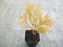 THUJA GLOBOSA AUREA THUJA OCCIDENTALIS ПОСЕВ P9