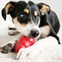 Hračka na pochúťku pre psa KONG S Silná hračka na pochúťky Hmotnosť (s balením) 0.07 kg