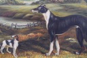 Dva lovecké psy - Psy Pes - Olejomaľba - Zlatý rám 47x42 Druh substrátu na tabuli