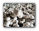Мицелий белого гриба Выращивание в домашних условиях 6в1+бесплатно