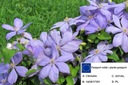 Clematis JUSTA