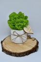 Chrobotkový les mini v betónovom kvetináči Kód výrobcu CHR