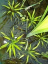 Осока плывет в пруд, водные растения