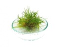 Eleocharis Mini PORCIA 40 sadeníc In vitro Maximálna výška 4 cm