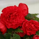 Begonia wielkokwiatowa Fortune Deep Red F1 