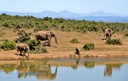Słoń Somalijski 2022, African Somalia Elephant 1oz Producent nieakredytowany