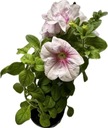Саженцы сурфинии белой и розовой Большая рассада p9 Садовые цветы