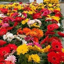 NASIONA GERBERA JAMESONA HYBRIDS Mixed doniczkowa Marka Hurtpol