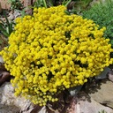 SEDUM ACRE SEDUM ACRE ПОсев P9 ROCKEY